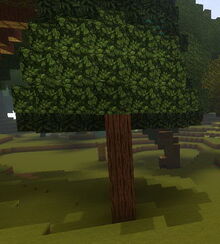 Creativerse Cragwood Tree self grown0