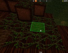 Creativerse Vines on Wildwood.jpg