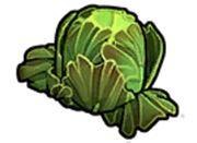 Lettuce without background