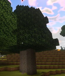 Creativerse elderwood tree grown from sapling 2018-10-16 13-19-13-43