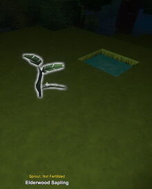 Creativerse sapling planted 2017-07-29 11-51-27-85 saplings.jpg