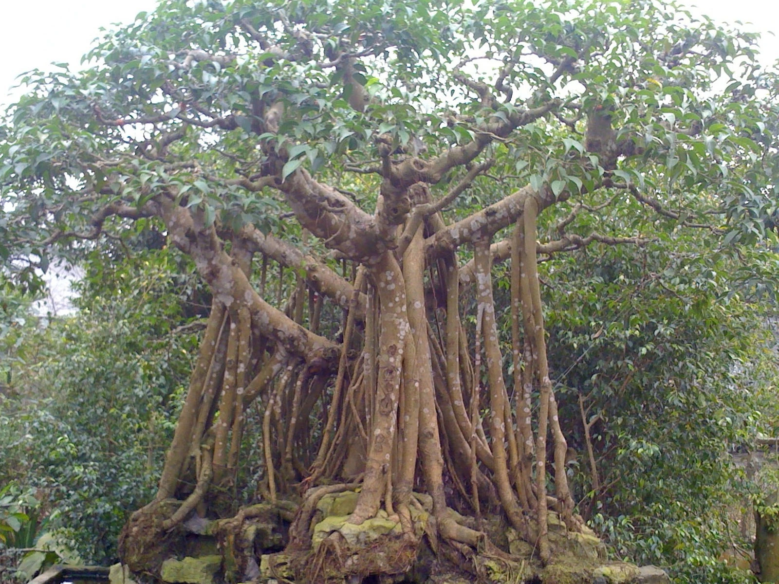 cây đa cổ thụ
