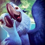 Rio 2 Blu & Jewel