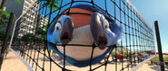 Jewel and Blu landing in a beach net on copacabana beach