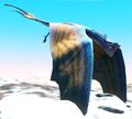 Azure Hammerbat (Suppluseum uatio)