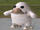 Adipose Spore.png