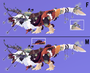 Dimorphism between male and female Ghartokus