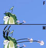 Dimorphism between male and female Clovilowper