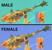 Dimorphism bewteen male and female Grysallmog