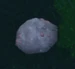 SaltPile