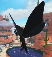 Old Melanistic Momola