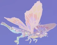 Opal female Momola