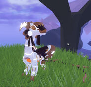 Piebald male Zoocuu