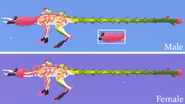 Gender dimorphism between male and female Cantapodi