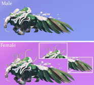 Dimorphism between male and female Aseliorus