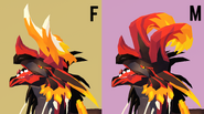 Dimorphism between male and female Torcherouk