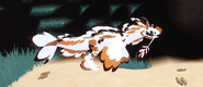 Piebald Koini, side view