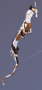 Piebald male Norskogg