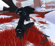 Melanistic male Zoocuu