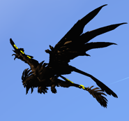 Melanistic female Etheralotus