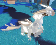 Old Leucistic Nindyr