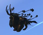 Melanistic male Clovilowper