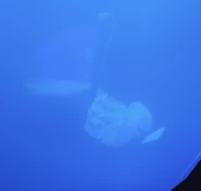 Another reflection showing a Puffwump, prior to the 7th February 2025 update.