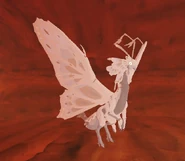 Leucistic Momola
