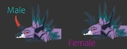Oldaolenus dimorphism.png (335 KB) Aolenus dimorphism