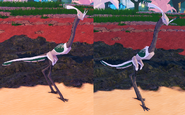 Former adult male (left) and female (right) Khiku