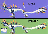 Dimorphism between male and female Magnarothus, previous model