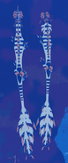 Old Gigantism Magnarothus, top view