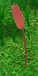 Bulrush stem
