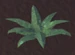 GrassyBush