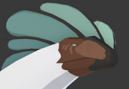 Old Gloracus head close-up