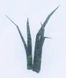 GrassTufts