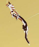Piebald female Norskogg