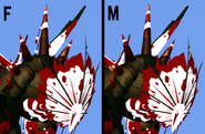 Dimorphism between male and female Oxytalis