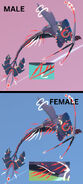 Dimorphism between male and female Slaiorn