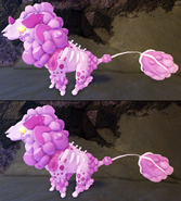 Adult male (above) and female (below) Cottol