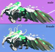 Shimmer Aseliorus
