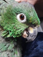 Naut's parrot, Clover