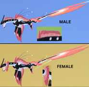 Dimorphism between male and female Reviiaton
