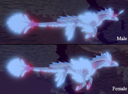 Shimmer + Glimmer Koipise