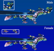 Dimorphism between male and female Saukuryn