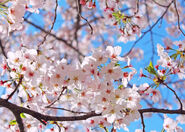 A sakura tree, which is as an inspiration for both the Saukuryn's design and name