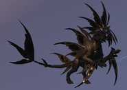 Melanistic male Gloracus
