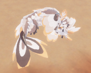 Koini laying animation