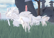 Leucistic Koini