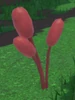 Bulrushes